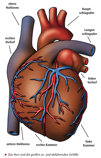 Das Herz und die gro&szlig;en zu- und abf&uuml;hrenden Gef&auml;&szlig;e