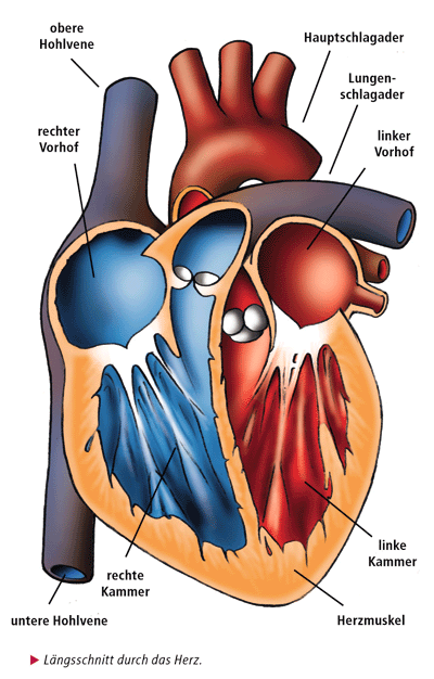 Das Herz und die gro&szlig;en zu- und abf&uuml;hrenden Gef&auml;&szlig;e